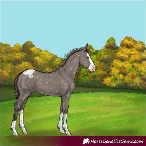 Horse Color:Smoky Grullo Splash Snowflake Varnish 