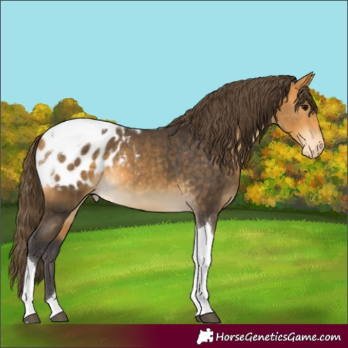 Horse Color:Buckskin Tobiano Blanket