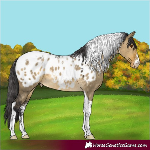 Horse Color:Powder White Buckskin Dun Tobiano Blanket Rabicano 