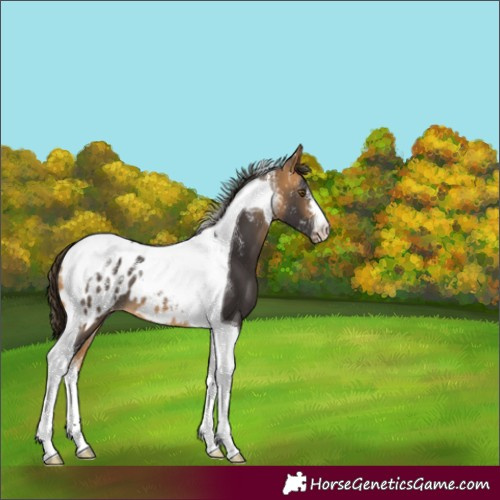 Horse Color:Powder White Buckskin Tobiano Blanket