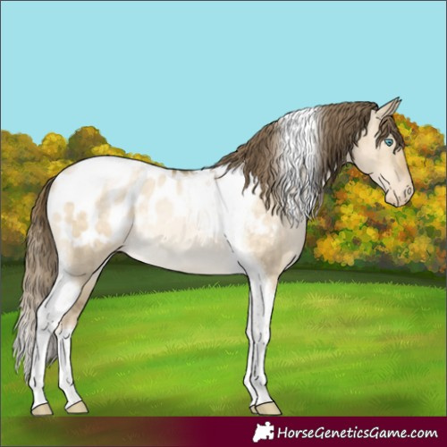 Horse Color:Buckskin Pearl Dun Tobiano Blanket Rabicano Brindle