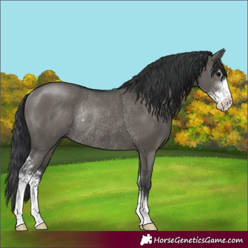 Horse Color:Grullo Sabino Rabicano 