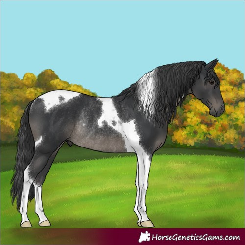 Horse Color:Black Tobiano Rabicano 