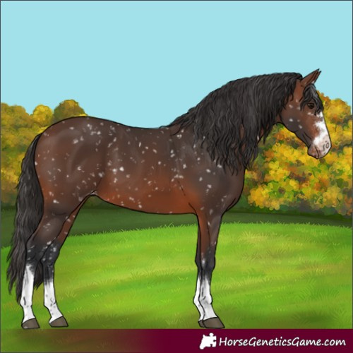 Horse Color:Brown Skewed LP Spotted