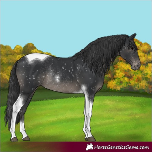 Horse Color:Black Tobiano Skewed LP Spotted Rabicano 