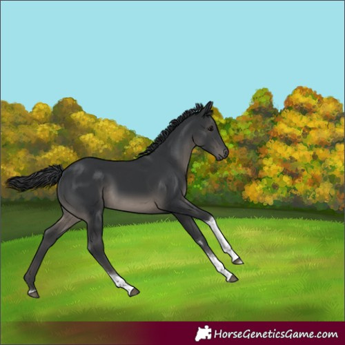 Horse Color:Black Tobiano 
