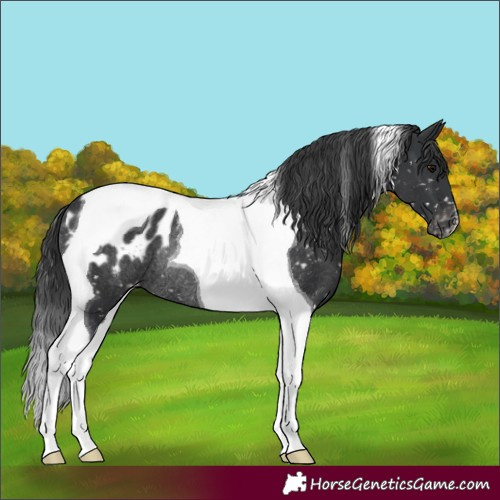 Horse Color:Black Tobiano Blanket Rabicano 