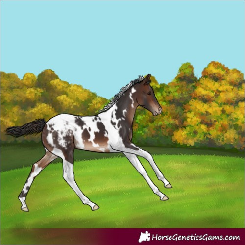 Horse Color:White Spotted Brown Tobiano Snowcap 