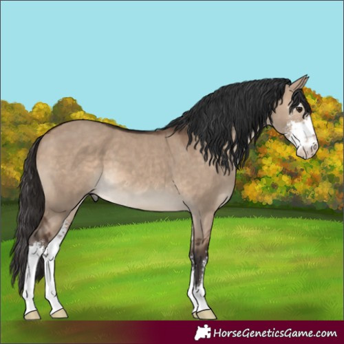 Horse Color:Brown Dun Sabino 