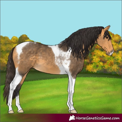 Horse Color:Buckskin Tobiano 