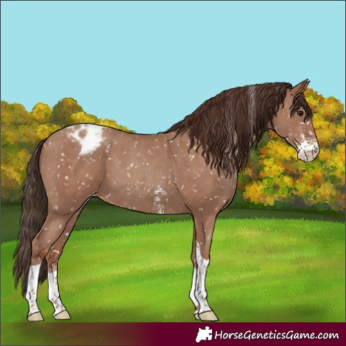 Horse Color:Classic Champagne Sabino Tobiano Snowflake Varnish 