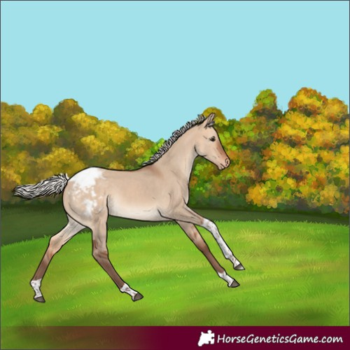 Horse Color:Silver Bay Dun Tobiano Snowcap 