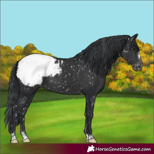 Horse Color:Black Snowcap 