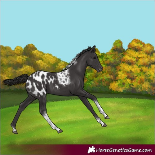 Horse Color:Smoky Black Tobiano Blanket 