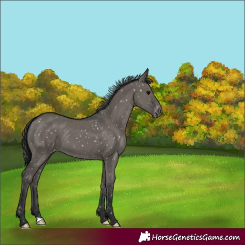 Horse Color:Grullo Snowflake Varnish