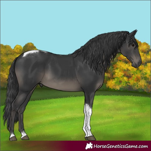 Horse Color:Black Tobiano