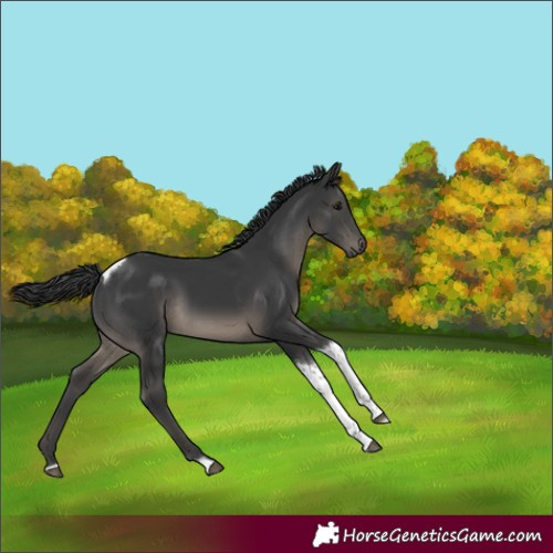 Horse Color:Black Tobiano 