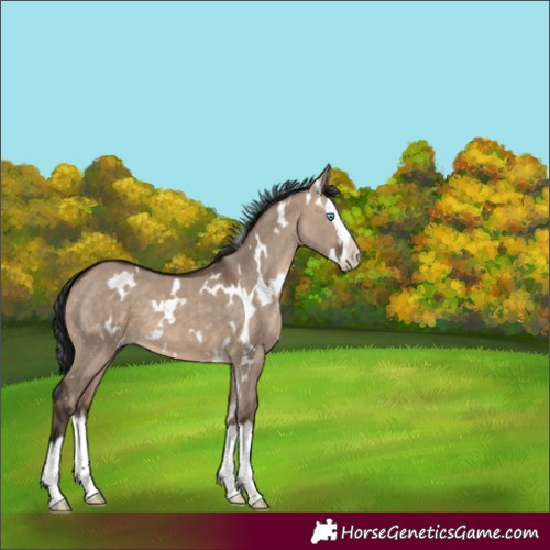 Horse Color:White Spotted Brown Dun Splash 