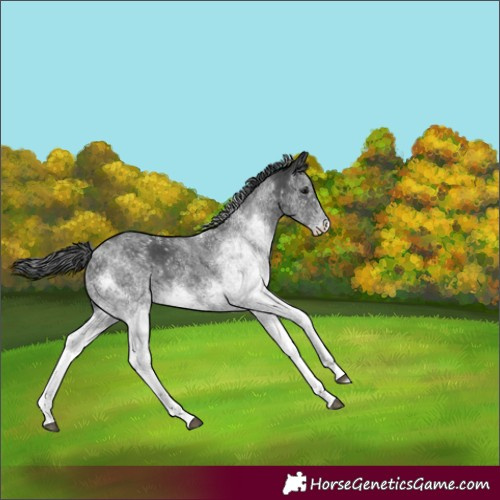 Horse Color:White Spotted Black 
