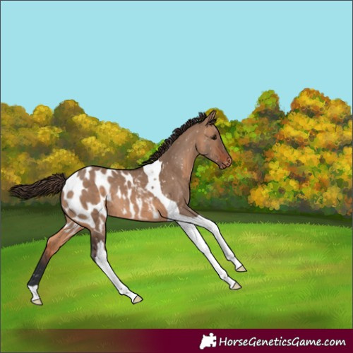 Horse Color:Brown Dun Tobiano Blanket 