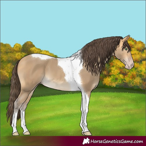 Horse Color:Sable Cream Champagne Tobiano