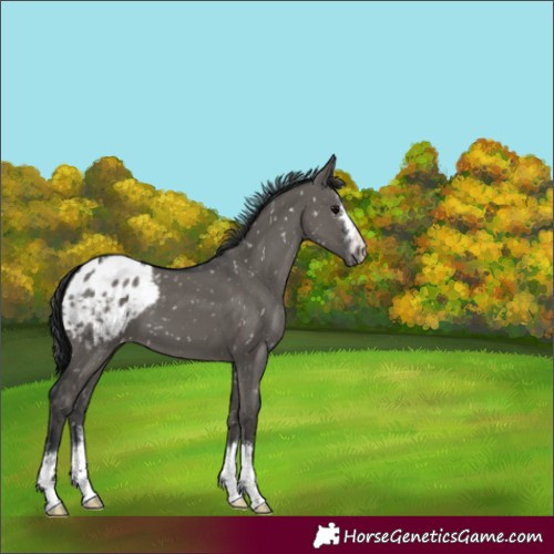 Horse Color:Grullo Appaloosa 