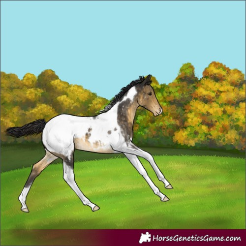 Horse Color:Buckskin Tobiano Appaloosa 