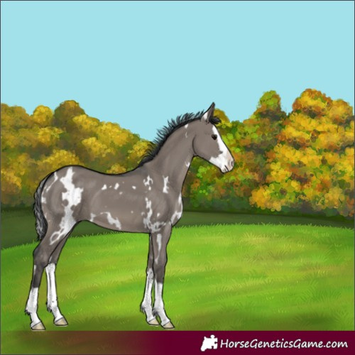 Horse Color:White Spotted Grullo Splash 