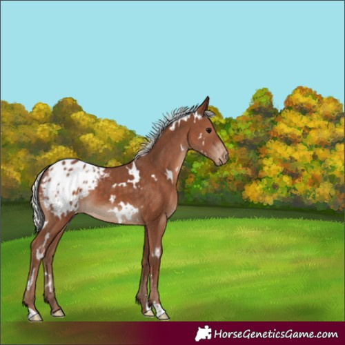 Horse Color:White Spotted Silver Black Appaloosa
