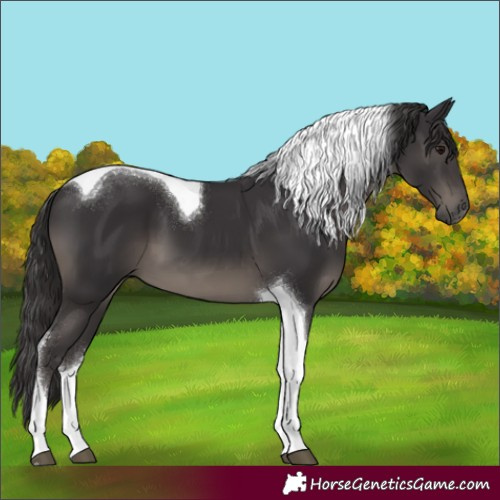 Horse Color:Smoky Black Tobiano 