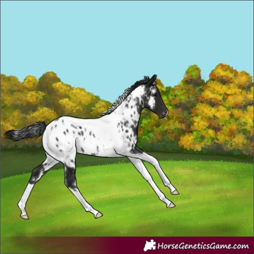 Horse Color:Gray White Spotted Black Tobiano Appaloosa 
