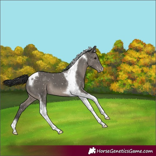 Horse Color:Grullo Tobiano Appaloosa 