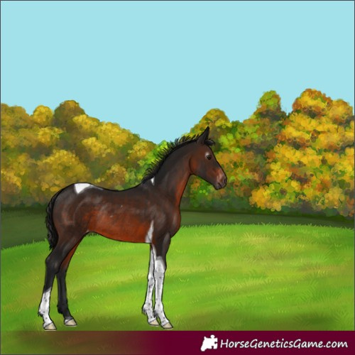 Horse Color:Gray Brown Tobiano Skewed Appaloosa Rabicano 