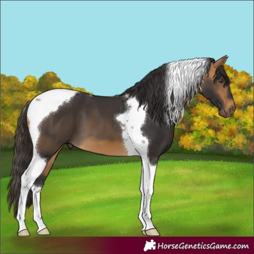 Horse Color:Buckskin Tobiano 