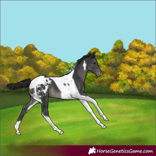 Horse Color:Black Tobiano Appaloosa