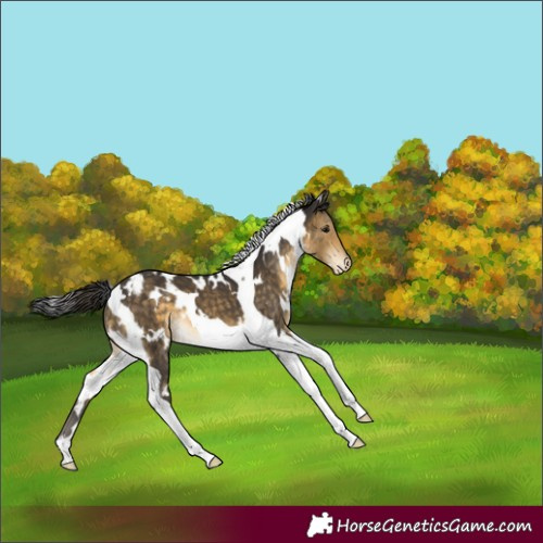 Horse Color:White Spotted Buckskin Tobiano Appaloosa 