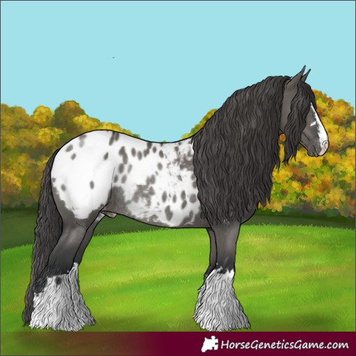 Horse Color:Grullo Blanket Rabicano
