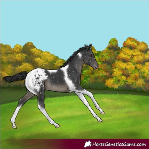Horse Color:Black Tobiano Appaloosa 