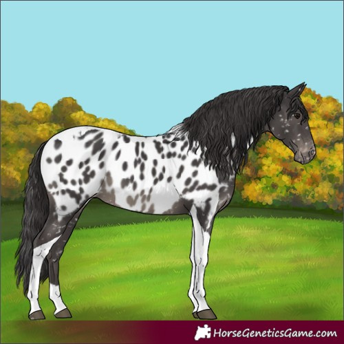 Horse Color:Smoky Black Tobiano Near Leopard