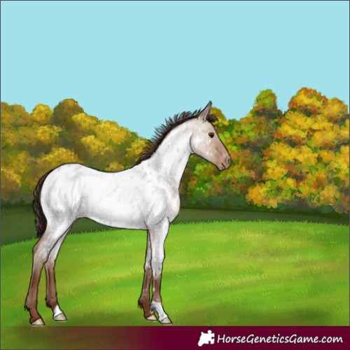 Horse Color:Classic Champagne Roan Dun Appaloosa