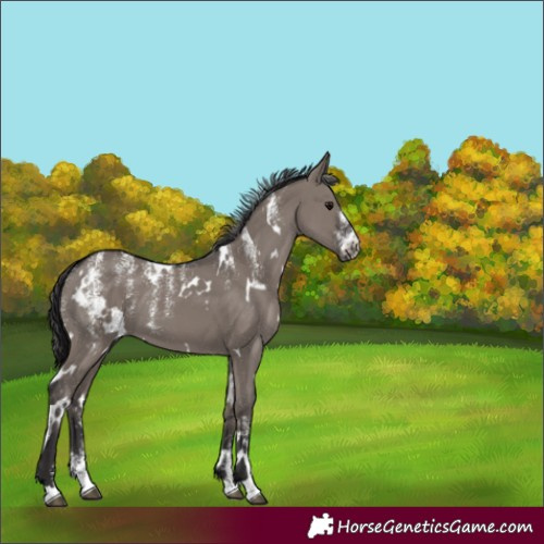 Horse Color:Powder White White Spotted Smoky Grullo 