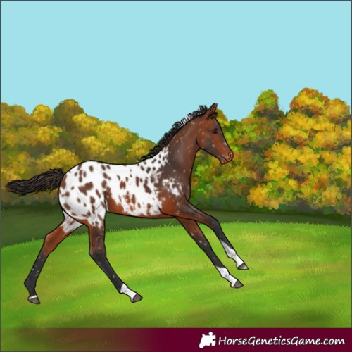 Horse Color:Bay Tobiano Appaloosa 