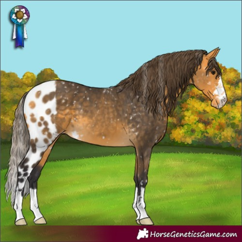 Horse Color:Buckskin Skewed LP Spotted
