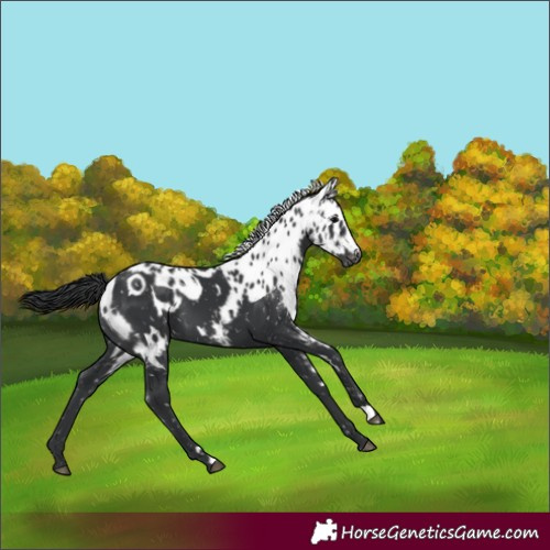 Horse Color:White Spotted Black Skewed Appaloosa 