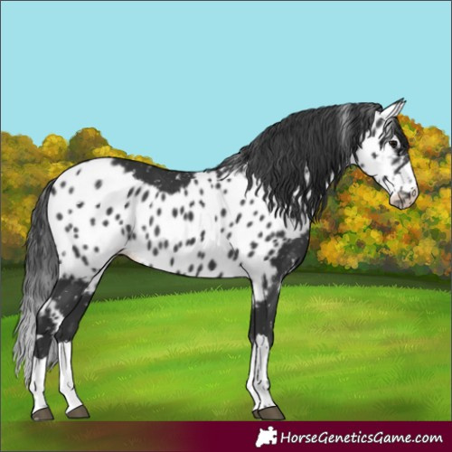 Horse Color:Black Skewed LP Spotted 