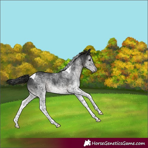 Horse Color:Gray White Spotted Black Tobiano Appaloosa 
