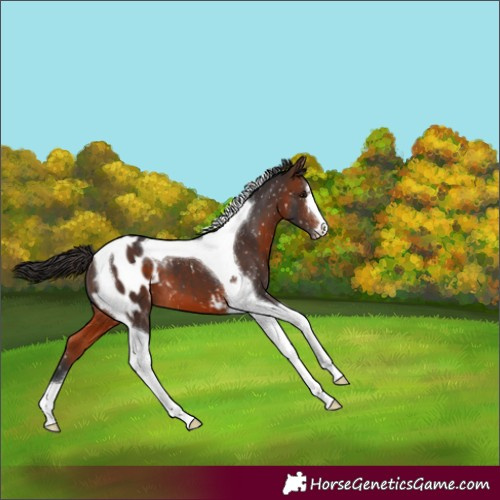 Horse Color:Brown Tobiano Appaloosa