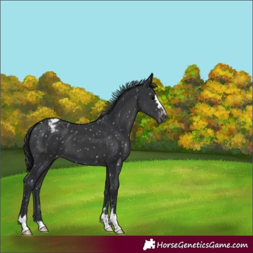 Horse Color:Black Appaloosa 