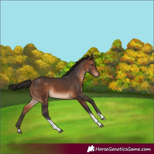 Horse Color:Brown Tobiano