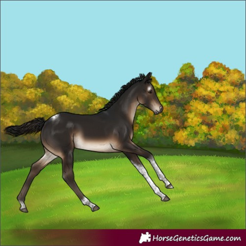 Horse Color:Gray Brown Tobiano